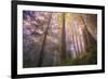 Misty Walk Into Del Norte Coast Redwoods-Vincent James-Framed Photographic Print