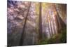 Misty Walk Into Del Norte Coast Redwoods-Vincent James-Mounted Photographic Print