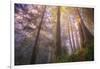 Misty Walk Into Del Norte Coast Redwoods-Vincent James-Framed Photographic Print