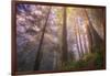 Misty Walk Into Del Norte Coast Redwoods-Vincent James-Framed Photographic Print