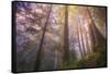 Misty Walk Into Del Norte Coast Redwoods-Vincent James-Framed Stretched Canvas