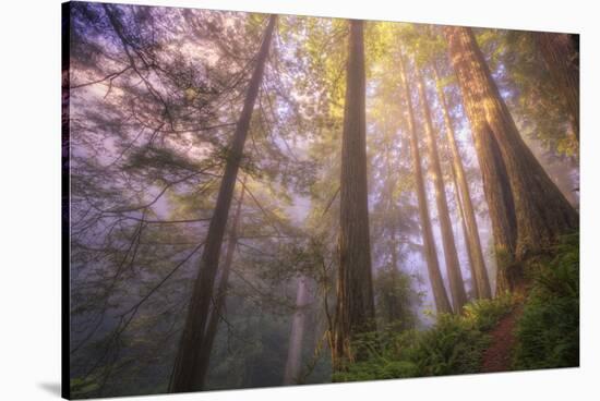 Misty Walk Into Del Norte Coast Redwoods-Vincent James-Stretched Canvas