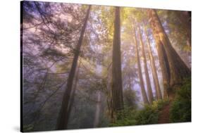 Misty Walk Into Del Norte Coast Redwoods-Vincent James-Stretched Canvas