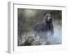 Misty Wild III-B. Lynnsy-Framed Art Print