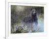 Misty Wild III-B. Lynnsy-Framed Art Print