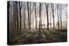 Misty Wood in Winter, Stow-On-The-Wold, Gloucestershire, Cotswolds, England, United Kingdom, Europe-Stuart Black-Stretched Canvas