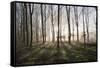 Misty Wood in Winter, Stow-On-The-Wold, Gloucestershire, Cotswolds, England, United Kingdom, Europe-Stuart Black-Framed Stretched Canvas