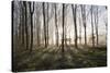 Misty Wood in Winter, Stow-On-The-Wold, Gloucestershire, Cotswolds, England, United Kingdom, Europe-Stuart Black-Stretched Canvas