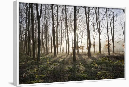 Misty Wood in Winter, Stow-On-The-Wold, Gloucestershire, Cotswolds, England, United Kingdom, Europe-Stuart Black-Framed Photographic Print