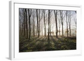 Misty Wood in Winter, Stow-On-The-Wold, Gloucestershire, Cotswolds, England, United Kingdom, Europe-Stuart Black-Framed Photographic Print