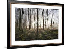 Misty Wood in Winter, Stow-On-The-Wold, Gloucestershire, Cotswolds, England, United Kingdom, Europe-Stuart Black-Framed Photographic Print