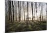 Misty Wood in Winter, Stow-On-The-Wold, Gloucestershire, Cotswolds, England, United Kingdom, Europe-Stuart Black-Mounted Photographic Print