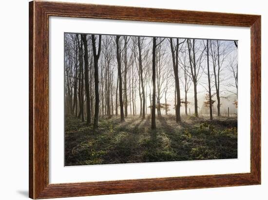 Misty Wood in Winter, Stow-On-The-Wold, Gloucestershire, Cotswolds, England, United Kingdom, Europe-Stuart Black-Framed Photographic Print