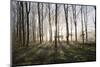 Misty Wood in Winter, Stow-On-The-Wold, Gloucestershire, Cotswolds, England, United Kingdom, Europe-Stuart Black-Mounted Photographic Print