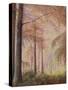 Misty Woods-Margo Starkey-Stretched Canvas