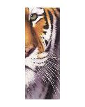 Tiger Eye-Mitch Ridder-Laminated Art Print