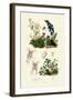 Mites, 1833-39-null-Framed Giclee Print