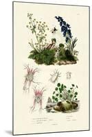 Mites, 1833-39-null-Mounted Giclee Print