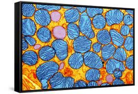 Mitochondria, TEM-null-Framed Stretched Canvas