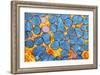 Mitochondria, TEM-null-Framed Photographic Print
