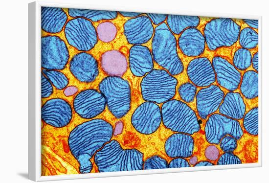 Mitochondria, TEM-null-Framed Photographic Print