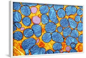 Mitochondria, TEM-null-Framed Photographic Print