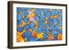 Mitochondria, TEM-null-Framed Photographic Print