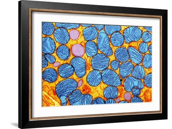 Mitochondria, TEM--Framed Photographic Print