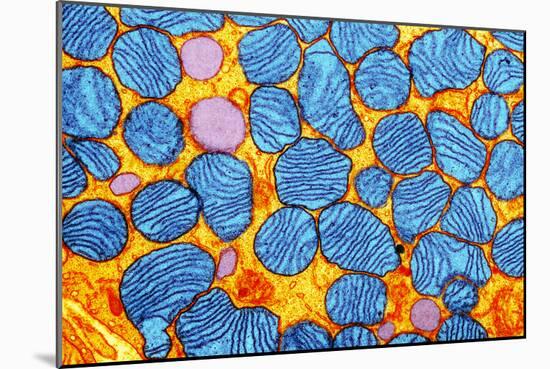 Mitochondria, TEM-null-Mounted Photographic Print