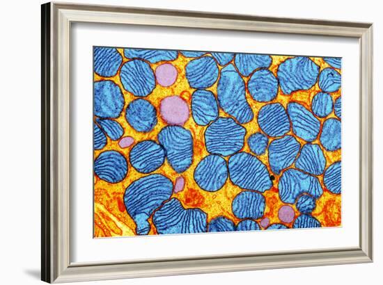 Mitochondria, TEM-null-Framed Photographic Print