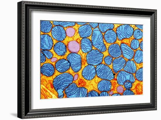 Mitochondria, TEM-null-Framed Photographic Print