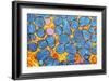 Mitochondria, TEM-null-Framed Photographic Print