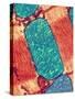 Mitochondrion, TEM-Thomas Deerinck-Stretched Canvas