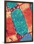 Mitochondrion, TEM-Thomas Deerinck-Framed Photographic Print