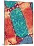 Mitochondrion, TEM-Thomas Deerinck-Mounted Photographic Print