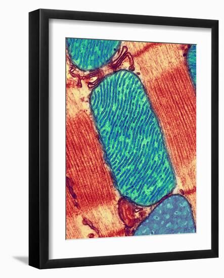 Mitochondrion, TEM-Thomas Deerinck-Framed Photographic Print