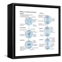 Mitosis, Somatic Cell Division, Biology-Encyclopaedia Britannica-Framed Stretched Canvas