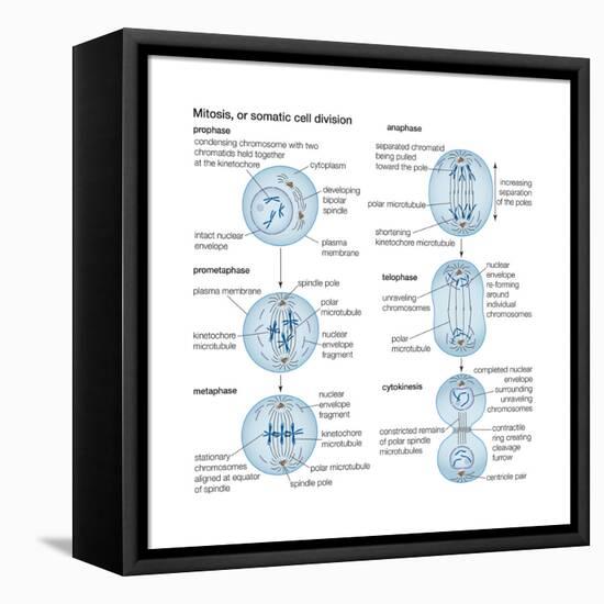 Mitosis, Somatic Cell Division, Biology-Encyclopaedia Britannica-Framed Stretched Canvas