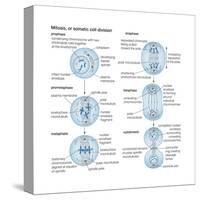 Mitosis, Somatic Cell Division, Biology-Encyclopaedia Britannica-Stretched Canvas