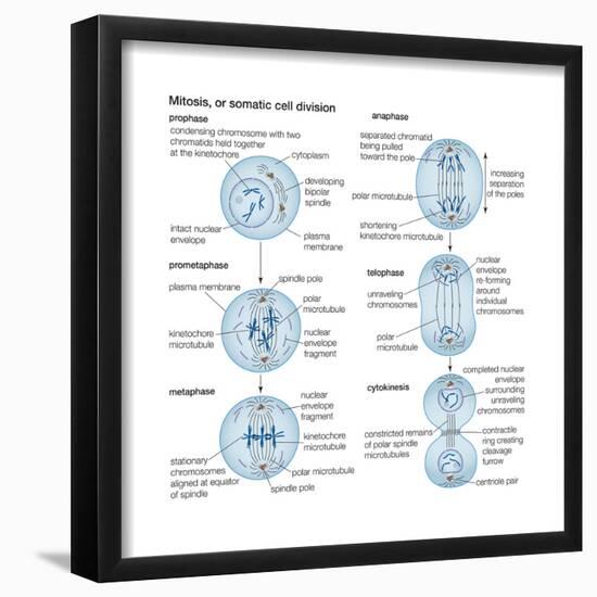 Mitosis, Somatic Cell Division, Biology-Encyclopaedia Britannica-Framed Poster