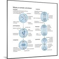 Mitosis, Somatic Cell Division, Biology-Encyclopaedia Britannica-Mounted Poster