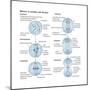 Mitosis, Somatic Cell Division, Biology-Encyclopaedia Britannica-Mounted Poster