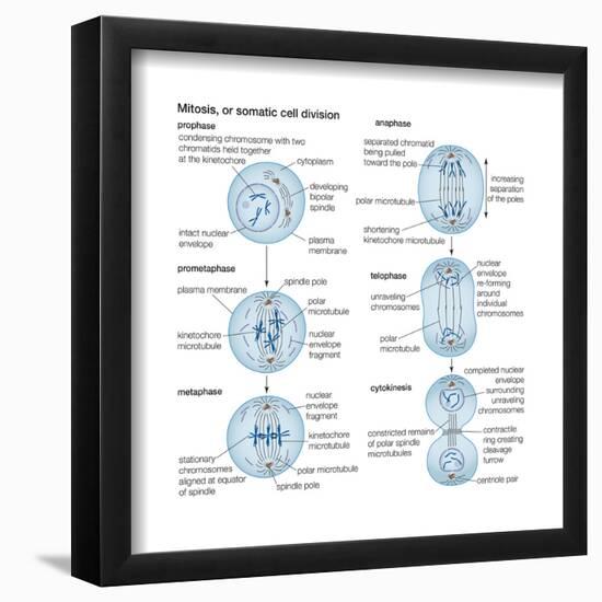 Mitosis, Somatic Cell Division, Biology-Encyclopaedia Britannica-Framed Poster