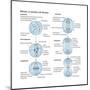 Mitosis, Somatic Cell Division, Biology-Encyclopaedia Britannica-Mounted Poster