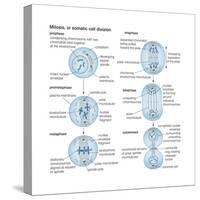 Mitosis, Somatic Cell Division, Biology-Encyclopaedia Britannica-Stretched Canvas