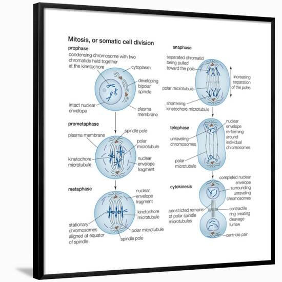 Mitosis, Somatic Cell Division, Biology-Encyclopaedia Britannica-Framed Poster