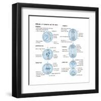Mitosis, Somatic Cell Division, Biology-Encyclopaedia Britannica-Framed Art Print