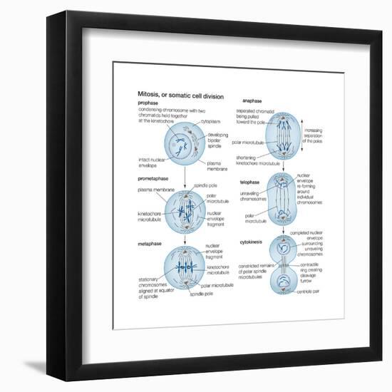 Mitosis, Somatic Cell Division, Biology-Encyclopaedia Britannica-Framed Art Print
