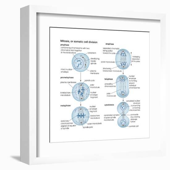 Mitosis, Somatic Cell Division, Biology-Encyclopaedia Britannica-Framed Art Print