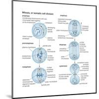 Mitosis, Somatic Cell Division, Biology-Encyclopaedia Britannica-Mounted Art Print